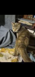 Lost Female Cat last seen Sundown Ave and Lemoyne Blvd, Biloxi, MS 39532