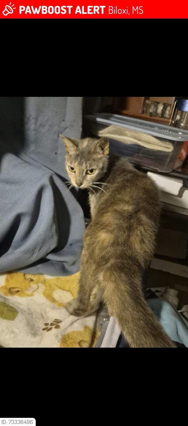Lost Female Cat last seen Sundown Ave and Lemoyne Blvd, Biloxi, MS 39532