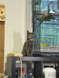 Reunited Female Cat last seen My street, Newport News, VA 23608