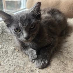 Shelter Stray Male Cat last seen , 14 Forever Friend Ln, Asheville, NC 28806, USA