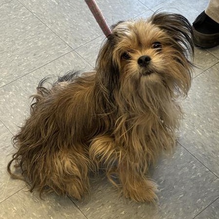 Shelter Stray Unknown Dog last seen , 12910 Yukon Ave, Hawthorne, CA 90250, USA
