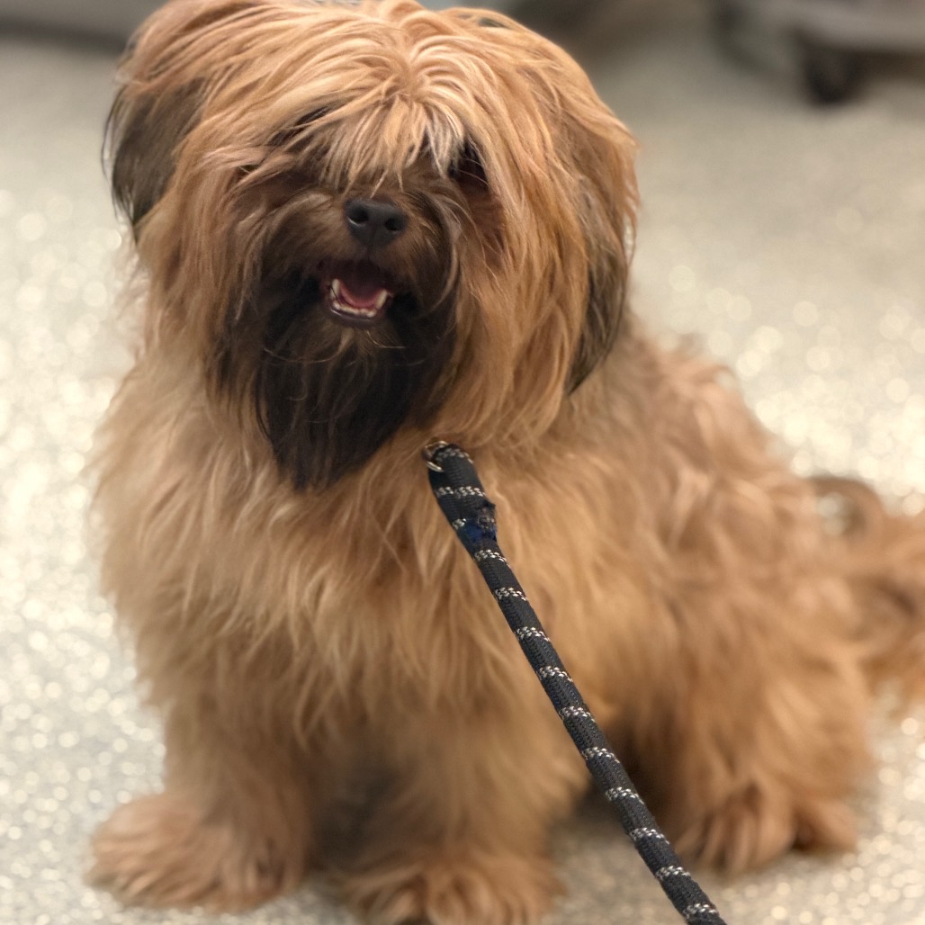 Shelter Stray Male Dog last seen , 8464 Beach Blvd, Jacksonville, FL 32216, USA
