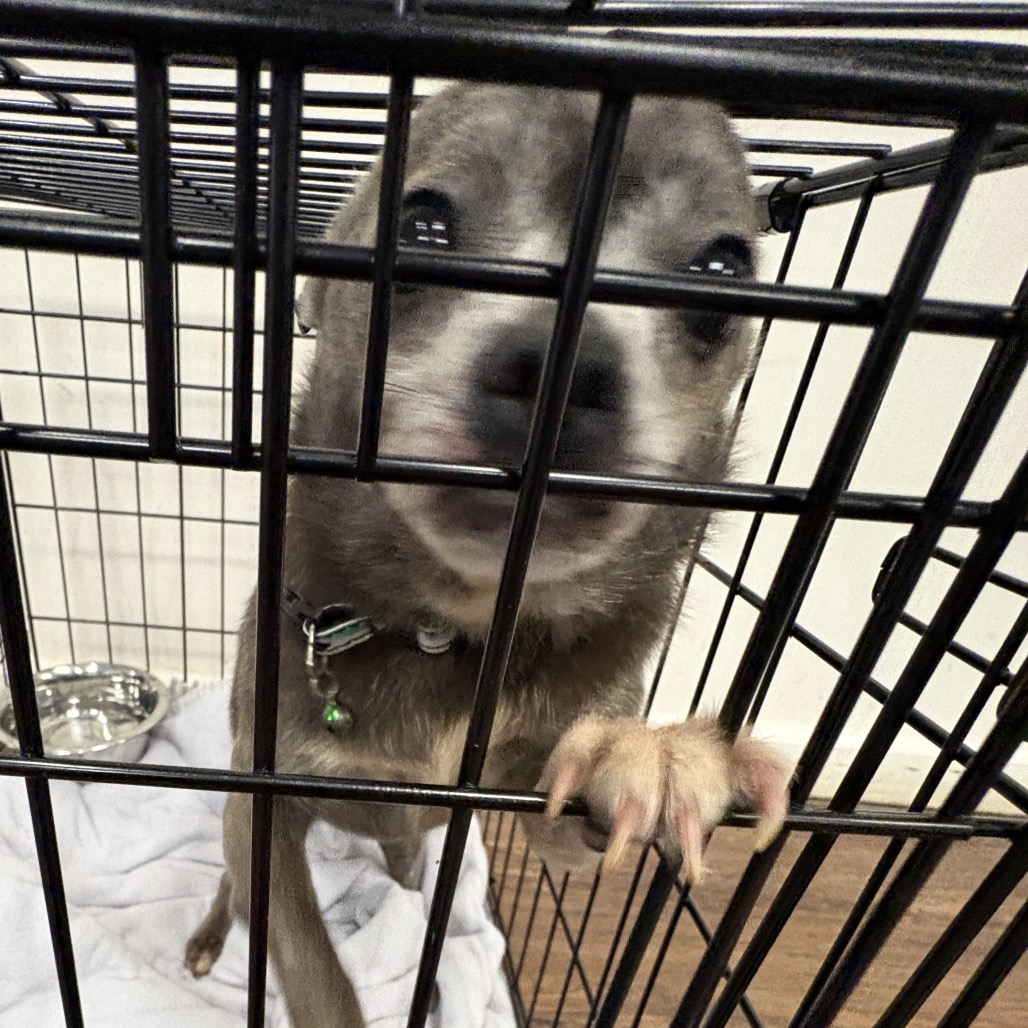 Shelter Stray Female Dog last seen , 2700 Walnut Pl, St. Louis, MO 63103, USA