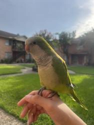 Lost Male Bird last seen Shearn Elementary School, Houston, TX 77025