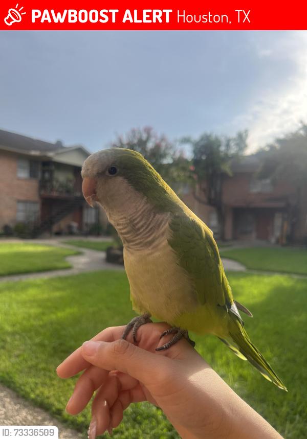 Lost Male Bird last seen Shearn Elementary School, Houston, TX 77025