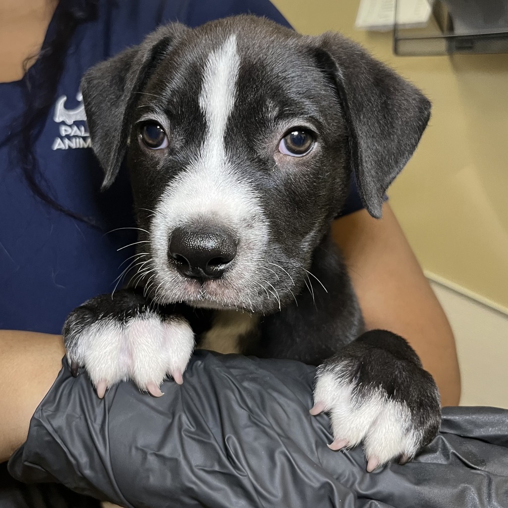 Shelter Stray Male Dog last seen , 4575 E Mesquite Ave, Palm Springs, CA 92264, USA
