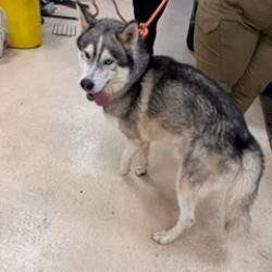 Shelter Stray Male Dog last seen , 5570 Sturmer Park Cir, Winston-Salem, NC 27105, USA