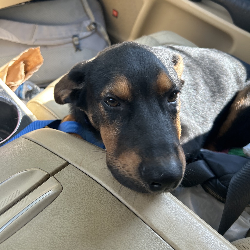 Shelter Stray Male Dog last seen , 5570 Sturmer Park Cir, Winston-Salem, NC 27105, USA