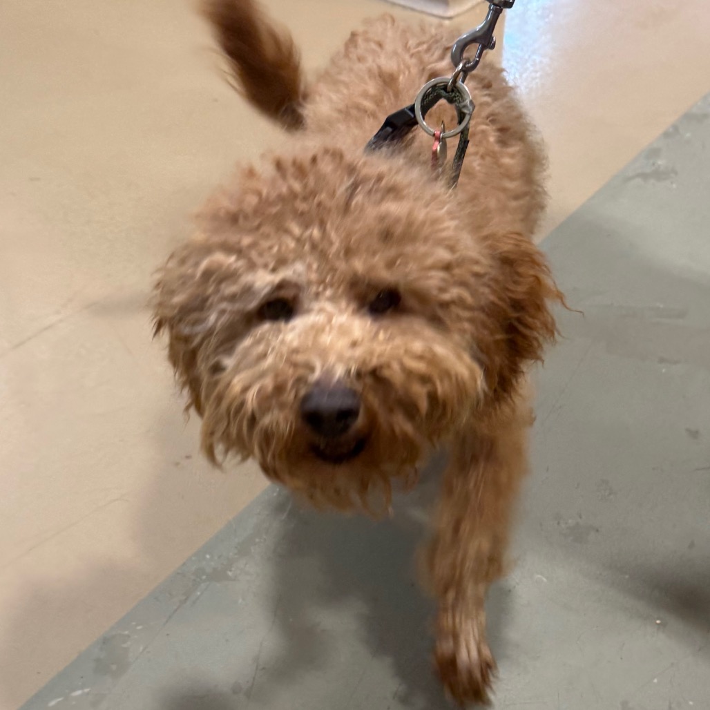 Shelter Stray Male Dog last seen , 5570 Sturmer Park Cir, Winston-Salem, NC 27105, USA