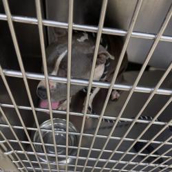 Shelter Stray Female Dog last seen , 5570 Sturmer Park Cir, Winston-Salem, NC 27105, USA
