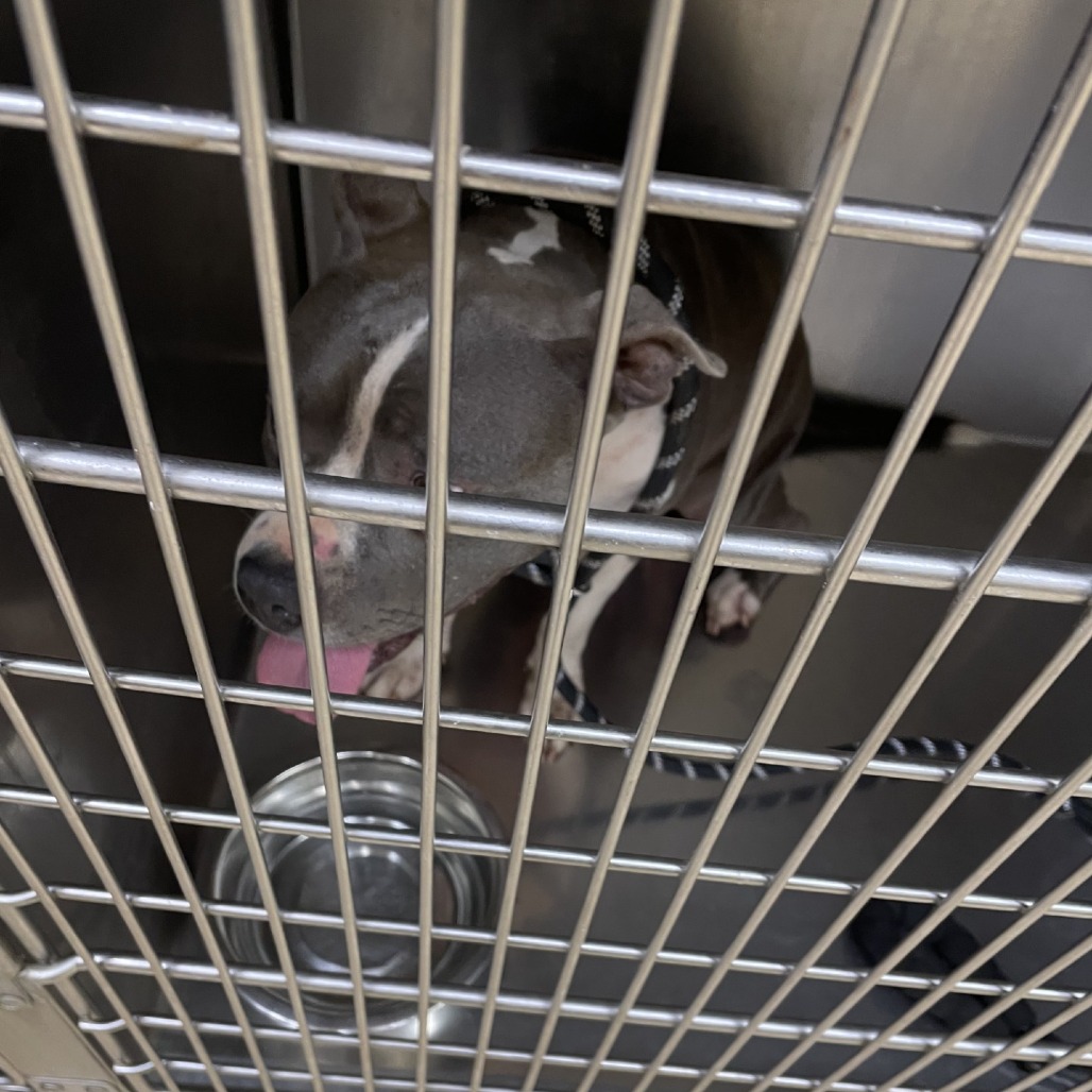 Shelter Stray Female Dog last seen , 5570 Sturmer Park Cir, Winston-Salem, NC 27105, USA