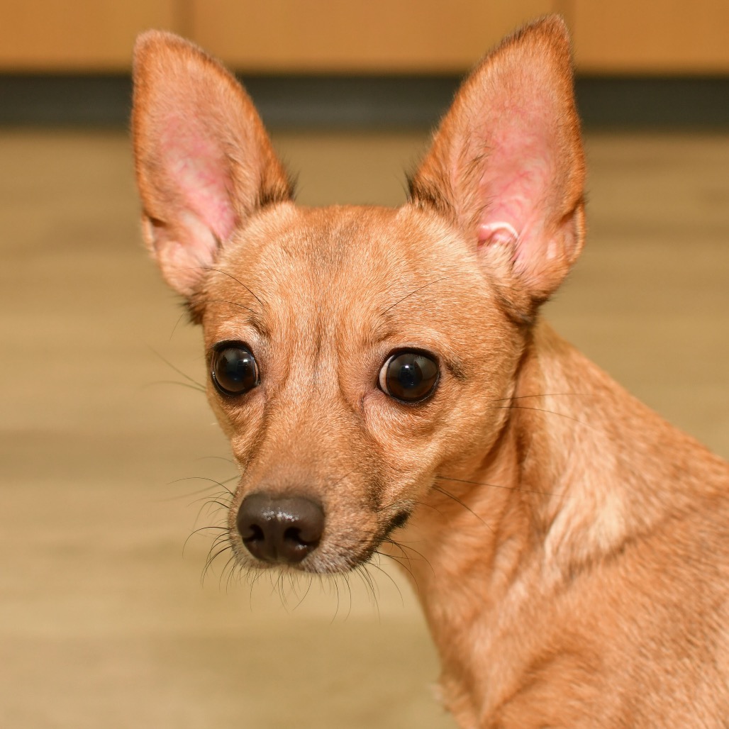 Shelter Stray Female Dog last seen , 3173 K-68 Hwy, Ottawa, KS 66067, USA