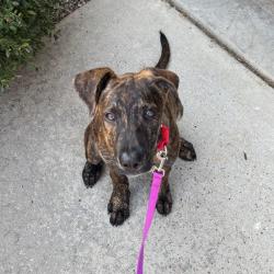 Shelter Stray Female Dog last seen , 328 Furman Hall Rd, Greenville, SC 29609, USA