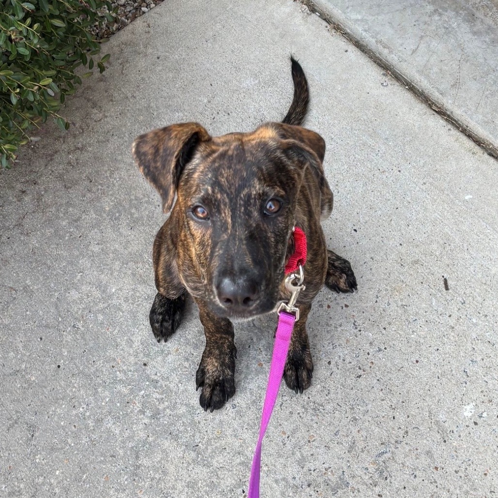 Shelter Stray Female Dog last seen , 328 Furman Hall Rd, Greenville, SC 29609, USA