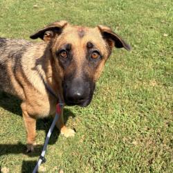 Shelter Stray Female Dog last seen , 328 Furman Hall Rd, Greenville, SC 29609, USA