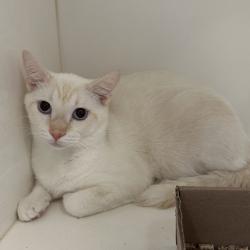Shelter Stray Male Cat last seen , Animal Care & Control Team of Philly, 111 W Hunting Park Ave, Philadelphia, PA 19140, USA