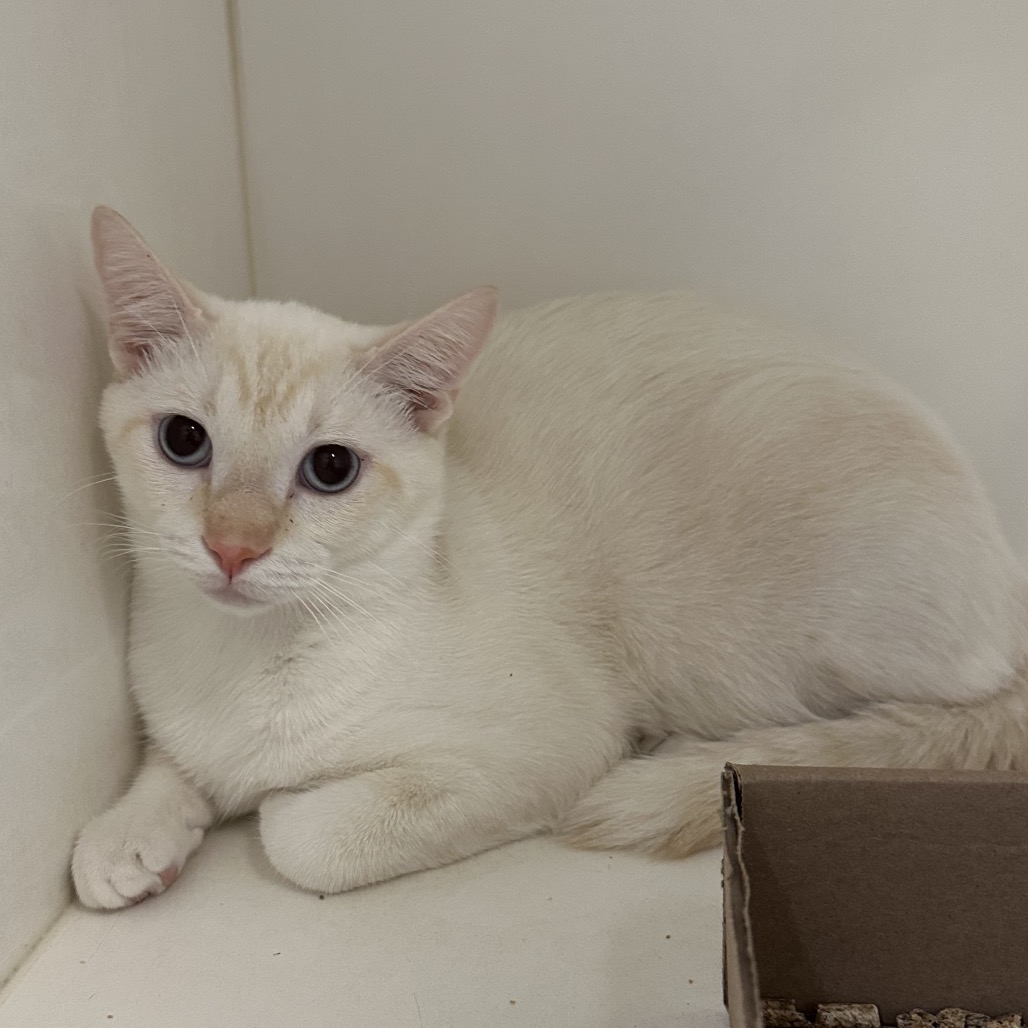 Shelter Stray Male Cat last seen , Animal Care & Control Team of Philly, 111 W Hunting Park Ave, Philadelphia, PA 19140, USA
