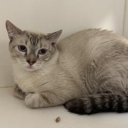 Shelter Stray Male Cat last seen , Animal Care & Control Team of Philly, 111 W Hunting Park Ave, Philadelphia, PA 19140, USA