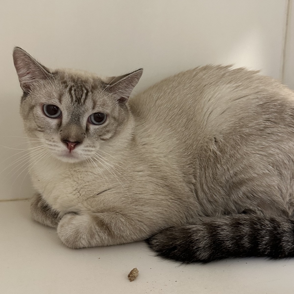 Shelter Stray Male Cat last seen , Animal Care & Control Team of Philly, 111 W Hunting Park Ave, Philadelphia, PA 19140, USA