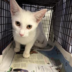 Shelter Stray Male Cat last seen , Animal Care & Control Team of Philly, 111 W Hunting Park Ave, Philadelphia, PA 19140, USA
