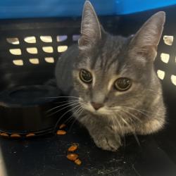 Shelter Stray Unknown Cat last seen , Animal Care & Control Team of Philly, 111 W Hunting Park Ave, Philadelphia, PA 19140, USA