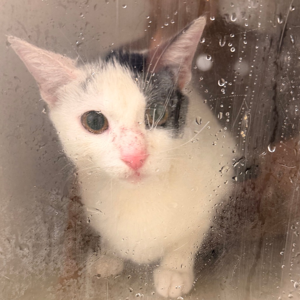 Shelter Stray Unknown Cat last seen , Animal Care & Control Team of Philly, 111 W Hunting Park Ave, Philadelphia, PA 19140, USA