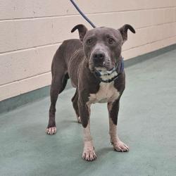 Shelter Stray Male Dog last seen , 2350 Appling City Cove, Memphis, TN 38133, USA