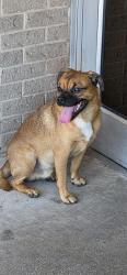 Found/Stray Male Dog last seen Post Office at Huebner/Bandera, San Antonio, TX 78238