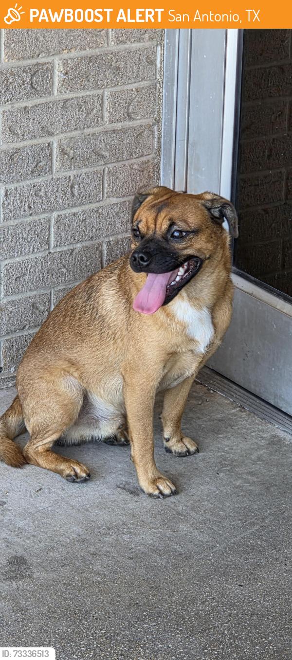 Found/Stray Male Dog last seen Post Office at Huebner/Bandera, San Antonio, TX 78238