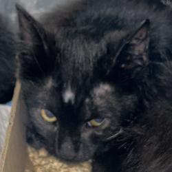Shelter Stray Male Cat last seen , 124 Evergreen Ave, Newark, NJ 07114, USA