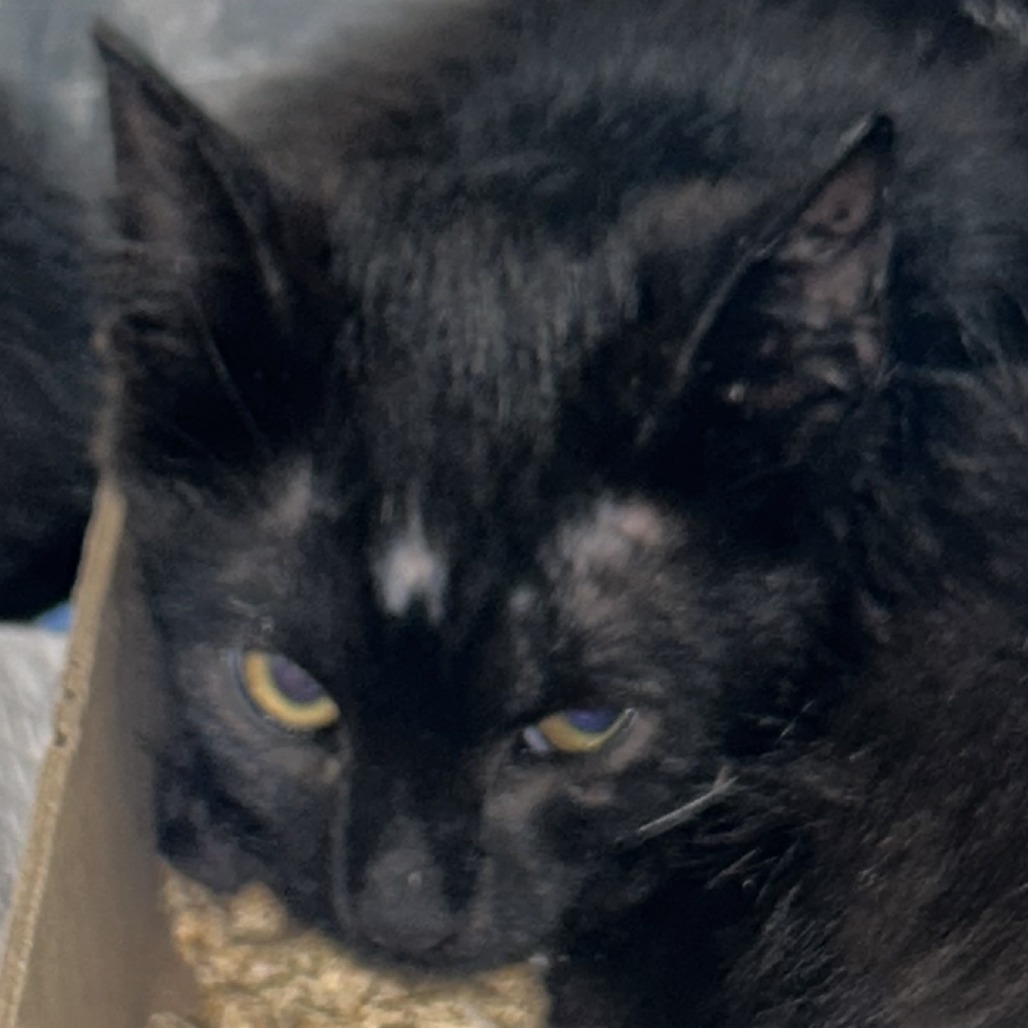 Shelter Stray Male Cat last seen , 124 Evergreen Ave, Newark, NJ 07114, USA