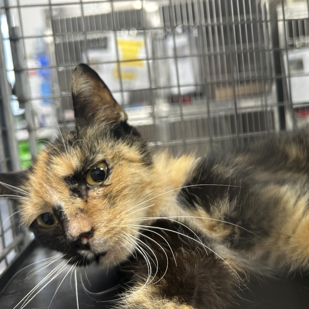 Shelter Stray Female Cat last seen , 124 Evergreen Ave, Newark, NJ 07114, USA