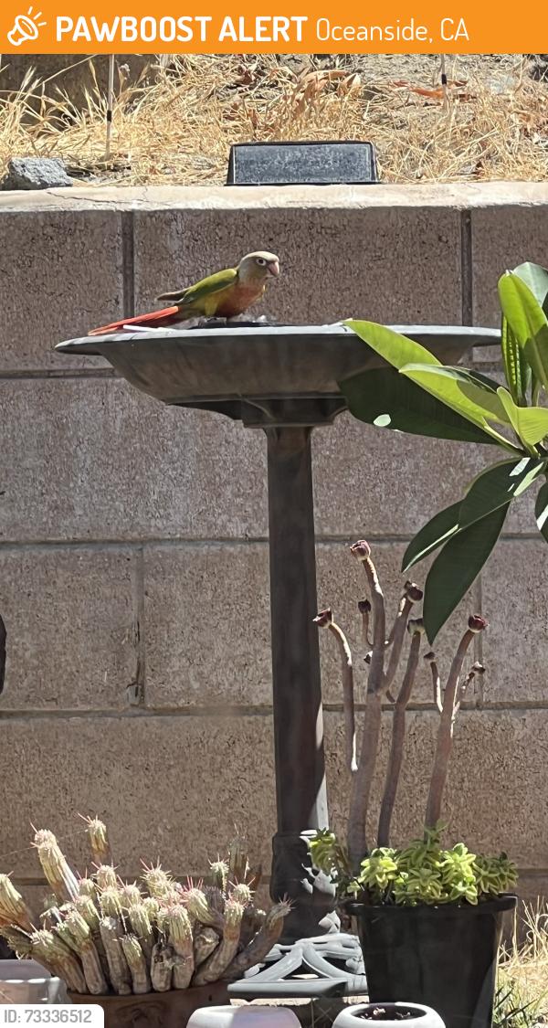 Found/Stray Unknown Bird last seen Vandegrift and Castellano, Oceanside, CA 92057