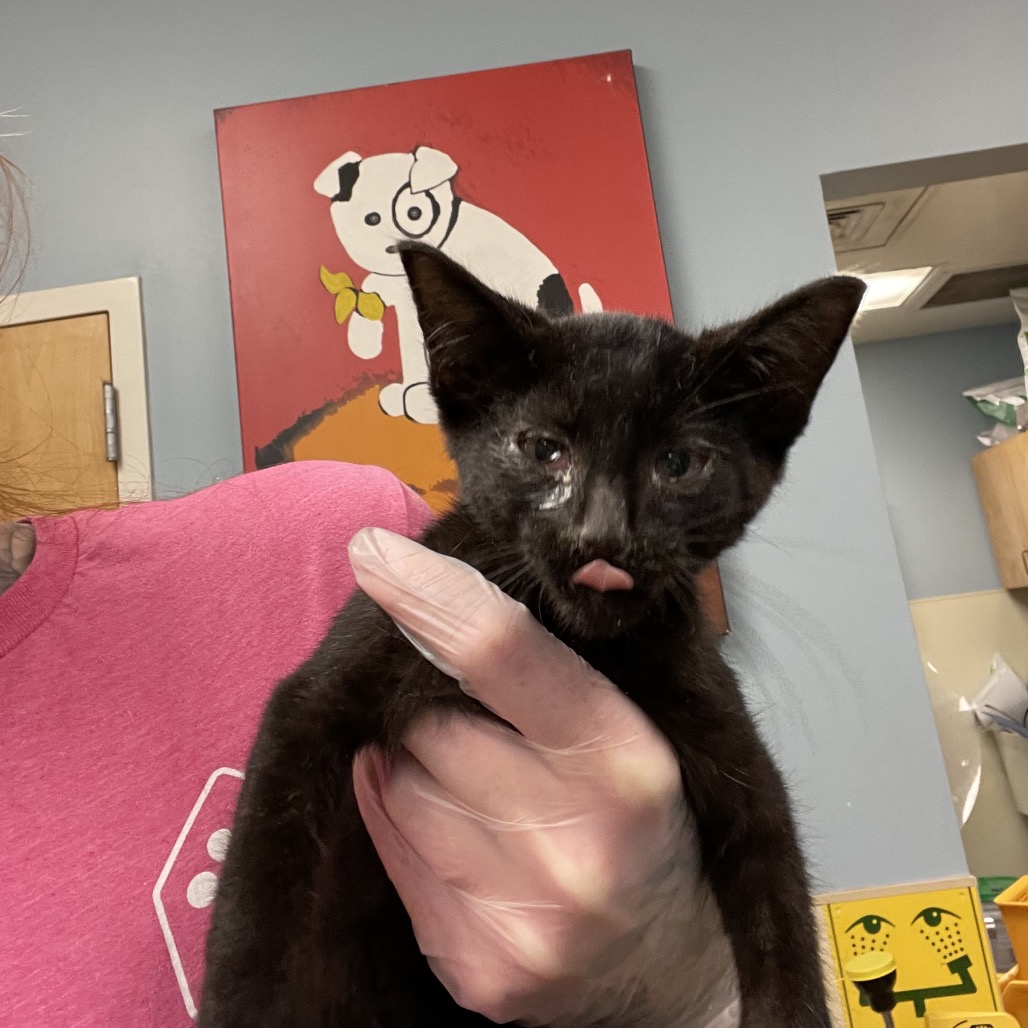 Shelter Stray Male Cat last seen , 4500 N Access Rd, Chattanooga, TN 37415, USA