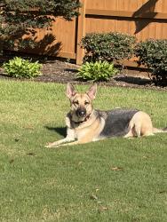 Found/Stray Female Dog last seen Doe meadow cove, Jackson, TN 38305