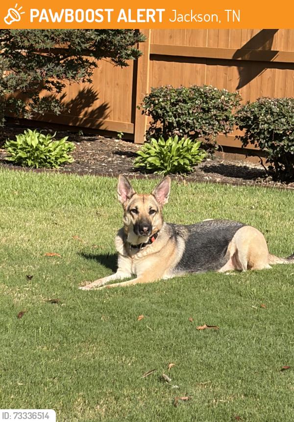 Found/Stray Female Dog last seen Doe meadow cove, Jackson, TN 38305