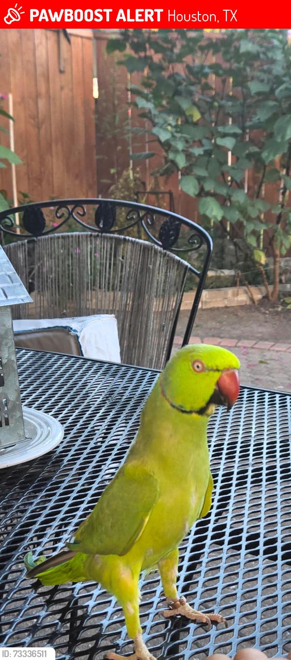 Lost Unknown Bird last seen Hibernia dr, Houston, TX 77088