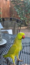 Lost Unknown Bird last seen Hibernia dr, Houston, TX 77088