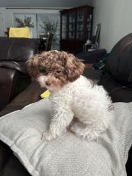 Lost Female Dog last seen High meadow and Cromwell, Dallas, TX 75234