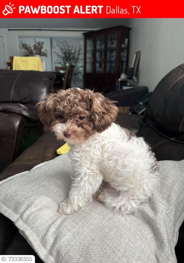 Lost Female Dog last seen High meadow and Cromwell, Dallas, TX 75234