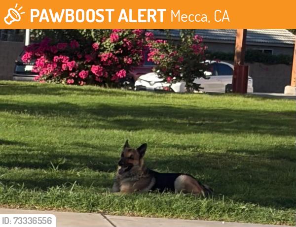 Found/Stray Unknown Dog last seen Saul Martinez Elementary School, Mecca, CA 92254