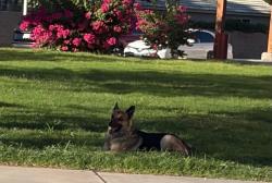 Found/Stray Unknown Dog last seen Saul Martinez Elementary School, Mecca, CA 92254