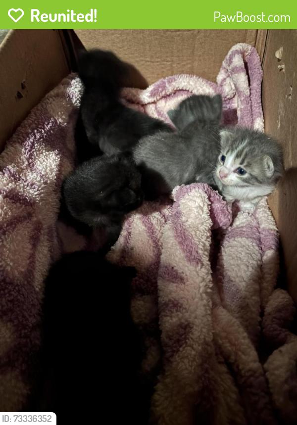 Reunited Unknown Cat last seen E. Haley St., Midland, MI 48642