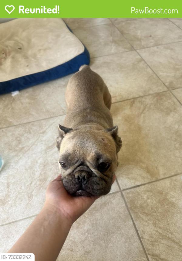 Reunited Female Dog last seen 87th st E/ Palmdale Blvd, Littlerock, CA 93543