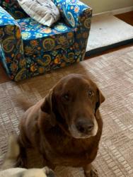 Lost Male Dog last seen ON PART OF CR 245 BETWEEN CR 241 AND 970 (Rosenbush Auction Lot, Florence, TX 76527