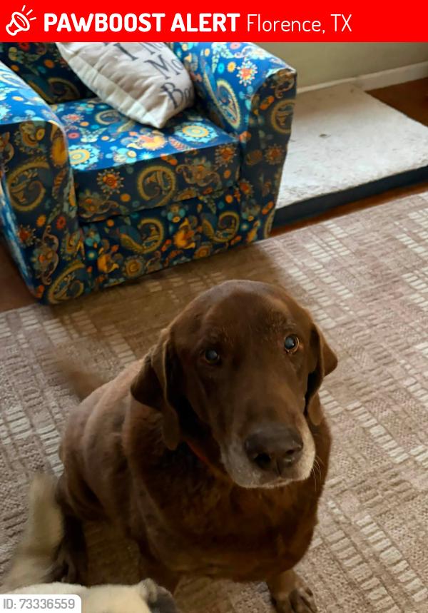 Lost Male Dog last seen ON PART OF CR 245 BETWEEN CR 241 AND 970 (Rosenbush Auction Lot, Florence, TX 76527