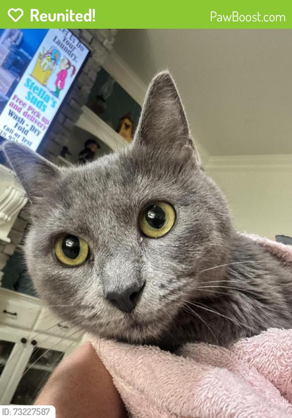 Reunited Unknown Cat last seen Near New Orleans St, Broken Arrow, OK 74014, Broken Arrow, OK 74012