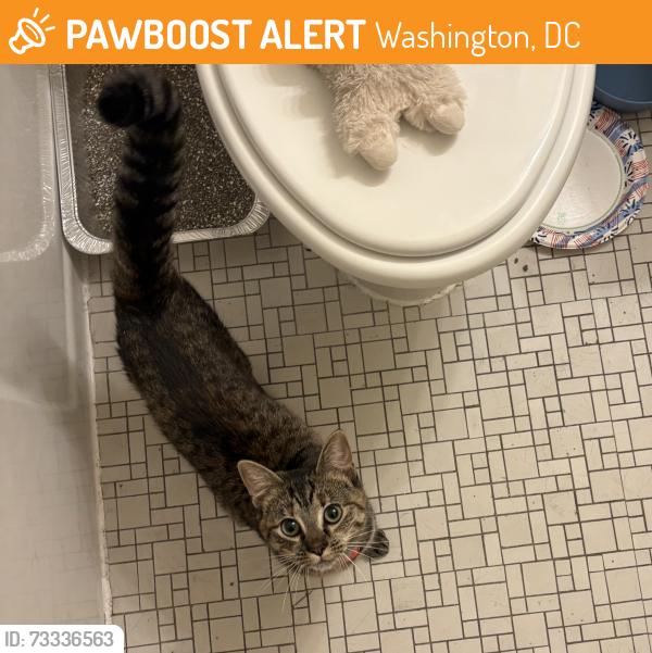 Found/Stray Unknown Cat last seen Meridian Hill Park, Washington, DC 20009