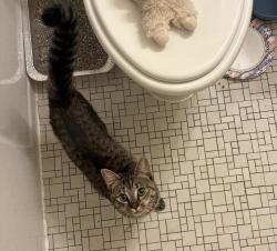 Found/Stray Unknown Cat last seen Meridian Hill Park, Washington, DC 20009