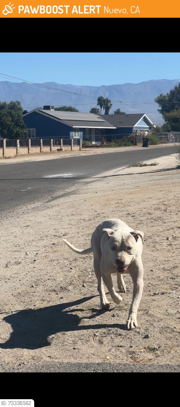 Found/Stray Female Dog last seen Nuevo CA, Nuevo, CA 92567